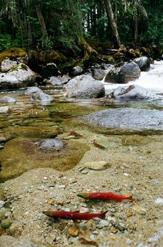 there are fish that are swimming in the water near rocks and stones on the ground