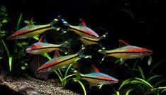 a group of colorful fish swimming in an aquarium