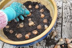 a person wearing gloves and gardening gloves scooping dirt into a bowl filled with snails