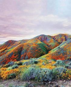 the hills are covered in colorful flowers and grass