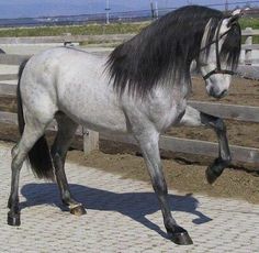 a white and black horse standing on top of a dirt field next to a fence