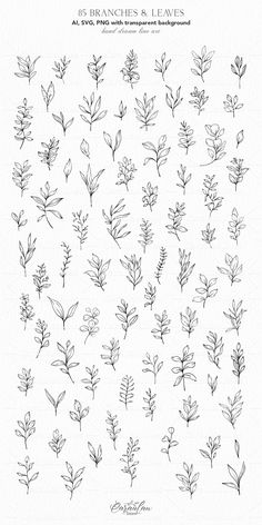 an image of leaves drawn in ink on white paper with the words branches and leaves above it