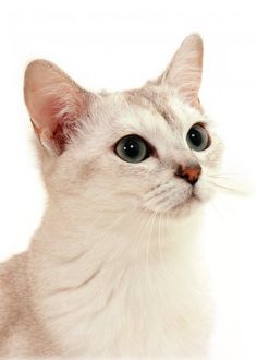 a white cat with green eyes looking up at the camera while standing in front of a white background