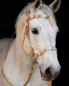 a white horse wearing a bridle and halter in front of a black background