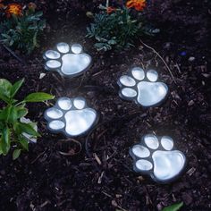 four light up paw prints on the ground in front of some plants and flowers at night