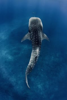 a whale shark swims in the blue water with it's tail sticking out