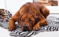 a large brown dog laying on top of a zebra print rug