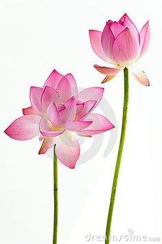 two pink lotus flowers on a white background