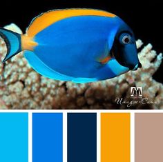 a blue and yellow fish on a coral with color swatches in the bottom right corner