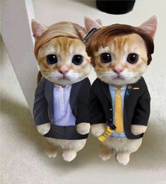 two cats dressed up in suits and ties