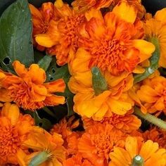 an arrangement of orange flowers in a black pot with green leaves and water droplets on the petals