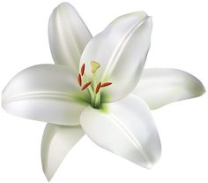 a white flower with red stamens on it