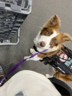 a brown and white dog with a purple leash on it's neck sitting next to a person