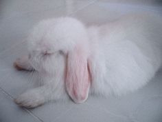 a white rabbit is sleeping on the floor