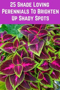 purple and green plants with the words 25 shade loving perennials to brighten up shady spots