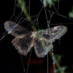 a close up of a butterfly on a spider web