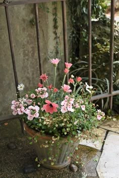 a potted plant with pink and white flowers sitting on the ground next to a fence