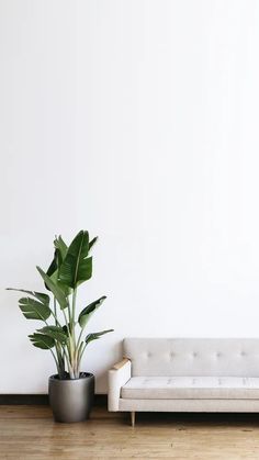 a white couch sitting next to a potted plant on top of a wooden floor