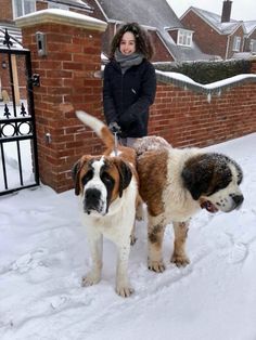 two dogs standing in the snow next to a brick wall and fence with a woman