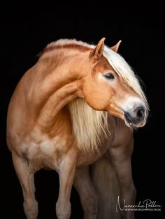 a brown and white horse standing on top of a black ground with its head turned to the side