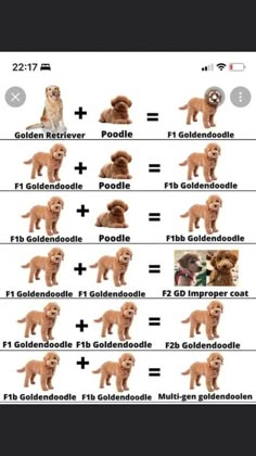 the golden retriever dog chart is shown with different breeds and colors, including puppies