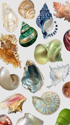 an assortment of seashells on a white background