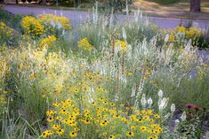 wildflowers and grasses grow along the side of a road