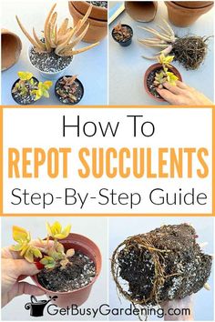 how to reppot succulents step by step guide