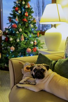 a pug dog laying on top of a couch next to a christmas tree and stuffed animal