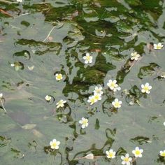 small white flowers floating on top of the water in a pond with green leaves and grass