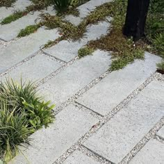 a cat is sitting on the ground next to a tree and some plants in front of it