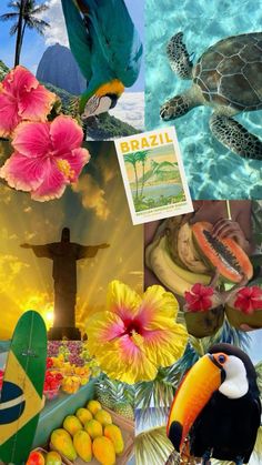 the collage shows different tropical scenes including flowers, birds and a toucan