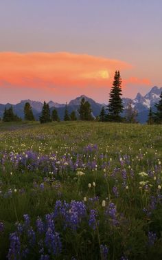 the sun is setting over mountains and wildflowers in an open field with trees