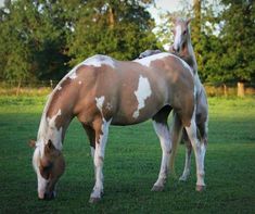 two brown and white horses grazing on grass