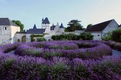 lavender plants in front of an old castle