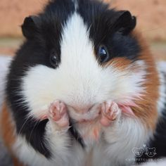 a close up of a guinea pig looking at the camera with its hands on it's face