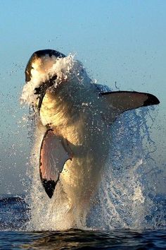 a great white shark jumping out of the water