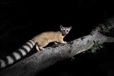 a brown and white animal standing on top of a tree branch at night in the dark