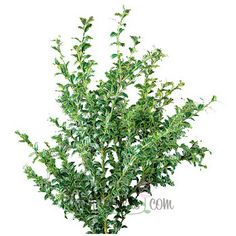 a bush with green leaves is shown against a white background