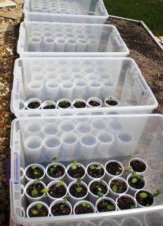 several plastic containers filled with plants and dirt