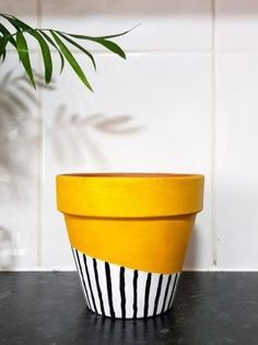 a potted plant sitting on top of a counter