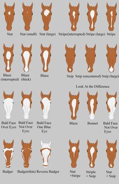 the different types of horses'heads and their markings