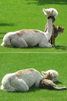 two pictures of an alpaca laying on the grass with a cat standing next to it