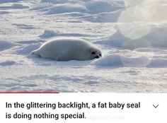 a polar bear is laying in the snow