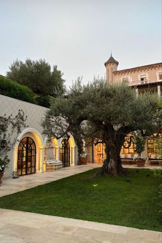 an olive tree in the middle of a courtyard