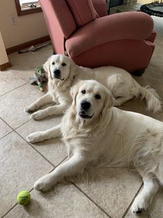 two large white dogs laying on the floor next to a red chair and tennis ball