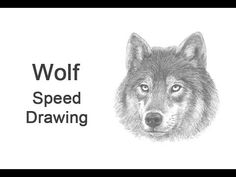 a drawing of a wolf with the words how to draw a wolf