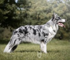 a black and white dog standing on top of a grass covered field with trees in the background