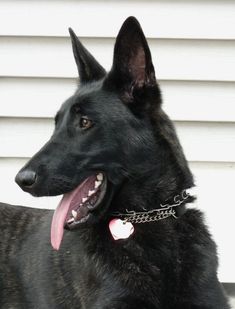 a large black dog laying on top of a cement floor next to a white building