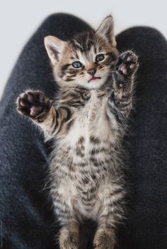 a small kitten sitting on top of a person's lap with it's paw in the air